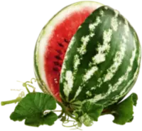 Görögdinnye kivonat